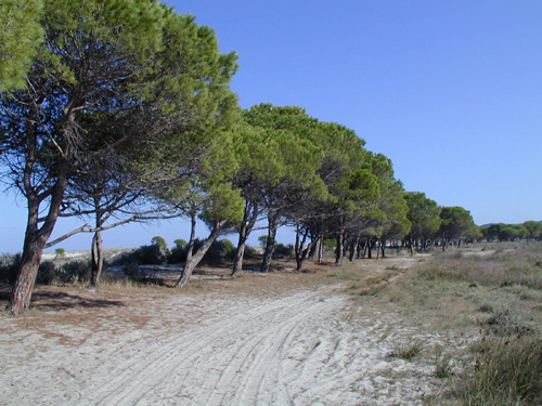 Playas de Cerdeña - Pinar de Sa Preta Ruja La playa de Sa Preta Ruja en la costa este de Cerdeña.